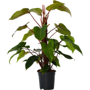 Philodendron 'Imperial Red' - Kamerplant - ?19 cm - Hoogte 50-55cm