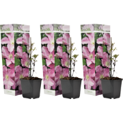 Clematis - Set van 3 - Tuinplant - Roze - Klimplant - Pot 9cm - Hoogte...