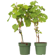 Wijnmix - Vitis ‘Himrod’ en ‘Vanessa’ - Set van 2 - ?21cm - Hoogte 60-...