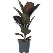 ficus elastica abidjan - Rubberboom - Pot 24cm - Hoogte 75-100cm