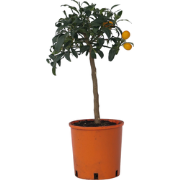 Citrus Kumquat - Set van 2 - Citroenboom winterhard - Pot 19cm - Hoogt...