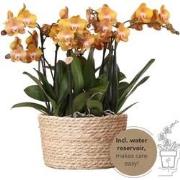 Kolibri Orchids | oranje orchideeënset in Reed Basket incl. waterreser...