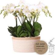 Kolibri Orchids | complete orchideeënset in Cotton Basket | drie witte...