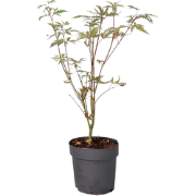 Japanse esdoorn - Acer palmatum 'Butterfly' - Hoogte 25-40cm - ø10,5cm