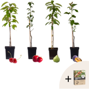 Mix fruitzuilen + plantenvoeding - Malus,Pryus,Prunus - Hoogte 60-70cm...