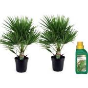 Chamaerops Humilis - Set van 2 - Europese Dwergpalm - Pot 21cm - Hoogt...