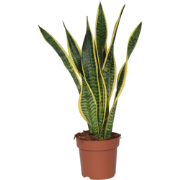 Sansevieria Laurentii - Vrouwentong - Pot 17cm - Hoogte 60-70cm