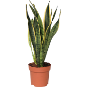 Sansevieria Laurentii - Makkelijke Kamerplant - Pot 14cm - Hoogte 40-5...