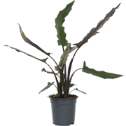 Olifantsoor - Alocasia 'Lauterbachiana' - Hoogte 80-90cm - Pot 19cm