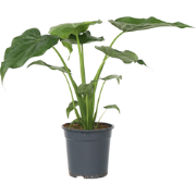 Olifantsoor - Alocasia Cucullata - Hoogte 70-80cm - Pot 19cm