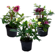 Helleborus Orientalis - Mix van 3 - Tuinplanten - Pot 12cm - Hoogte 20...