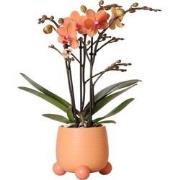 Kolibri Orchids | Oranje Phalaenopsis orchidee - Mineral Bolzano + Rol...