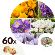 Crocus Mix - Bloembollen x60 - Crocus - Oranje / Paars / Wit