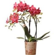 Kolibri Orchids | rode Phalaenopsis orchidee - Congo - potmaat Ø9cm | ...