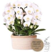 Kolibri Orchids | witte orchideeënset in Cotton Basket incl. waterrese...