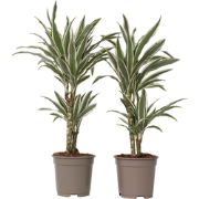 Dracaena Deremensis - White Stripe - Set van 2 - Pot 17cm - Hoogte 60-...