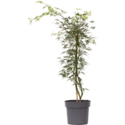 Acer palmatum 'Emerald Lace' - Japanse Esdoorn - Pot 19cm - Hoogte 60-...