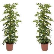 Schefflera Dalton - Set van 2 - Vingerplant - Pot 21cm - Hoogte 90-100...