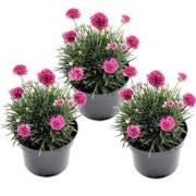 Armeria maritima - Set van 3 - Roze tuinplanten - Pot 12cm - Hoogte 20...