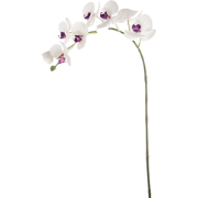 Paarse phalaenopsis orchideestam H47