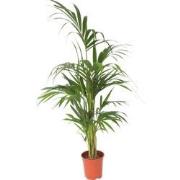 Howea Forsteriana - Kentiapalm - XL kamerplant - Pot 21cm - Hoogte 130...