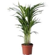 Dypsis Lutescens - Areca - Goudpalm - Kamerplant - Pot 17cm - Hoogte 6...