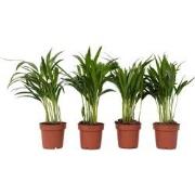 Dypsis Lutescens - Set van 4 - Areca - Goudpalm - Pot 12cm - Hoogte 30...