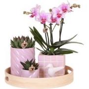 Kolibri Company | Gift set Colourful Optimism | Plantenset met roze Ph...