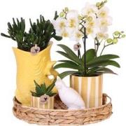 Kolibri Company | Gift set Mediterranean Sunset | Plantenset met witte...