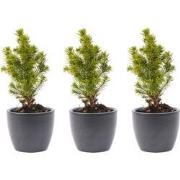 URBANJNGL - Mini-kerstboom set 3 - inclusief Boule Antraciet pot