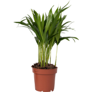 Goudpalm - Dypsis lutescens - Hoogte 30-45cm - Pot 12cm