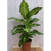 Kamerplant Dieffenbachia groot 100 cm