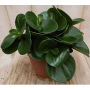 2 stuks! Peperomia obtusifolia groen