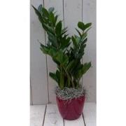 Zamioculcas in donkerrode pot 55 cm