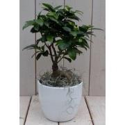 Bonsai Ficus microcarpa witte pot 30 cm