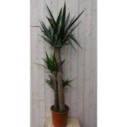 Kamerplant Yucca 160 cm