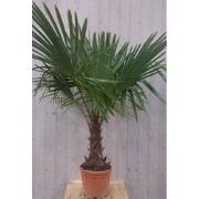 Winterharde Palmboom stamhoogte 30 cm en hoogte 150 cm