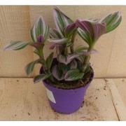 Mini Tradescantia Roze Blad