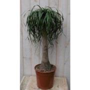 Kamerplant Olifantspoot 100 cm