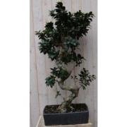 Kamerplant Bonsai Ficus 100 cm