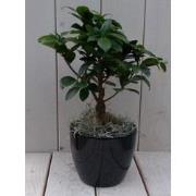 Bonsai Ficus microcarpa zwarte/antraciete pot 30 cm