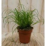 2 stuks! Kattengras Cyperus