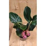 Trosbloem roze Medinilla Magnifica 2 stelen 2 bloemen kamerplant