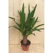 Kamerplant Yucca 60 cm