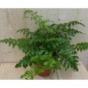 Varen Asplenium Parvati