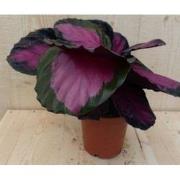 Calathea Crimson Pauwenplant Klein