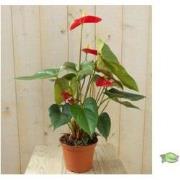 Flamingoplant Anthurium rood 60 cm