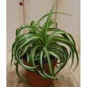 2 stuks! Chlorophytum bonnie