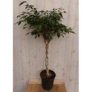 Kamerplant Ficus Benjamina