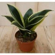 Kamerplant Vrouwentong Sansevieria geelbont mini